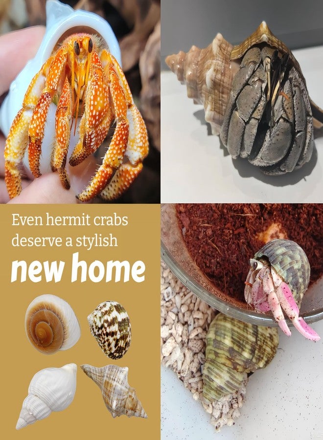 Wanwanzi 4PCS Large Hermit Crab Shells | Natural Sea Conch 2.4" - 3.5", Opening 1" - 1.5" | Large Sea Shell丨Turbo Seashells for Hermit Crab Supplies and Beach Decoration - Image 4
